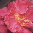 Florence Wood